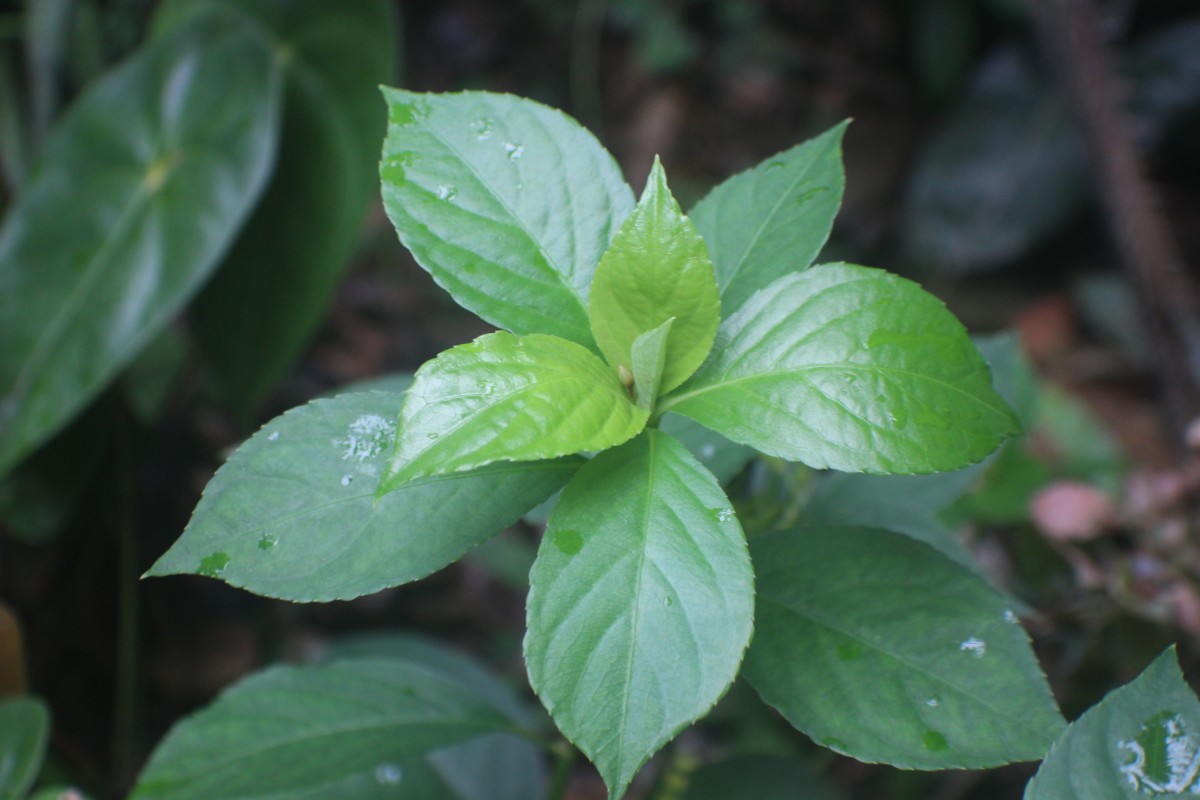 Reinwardtia indica Dumort.